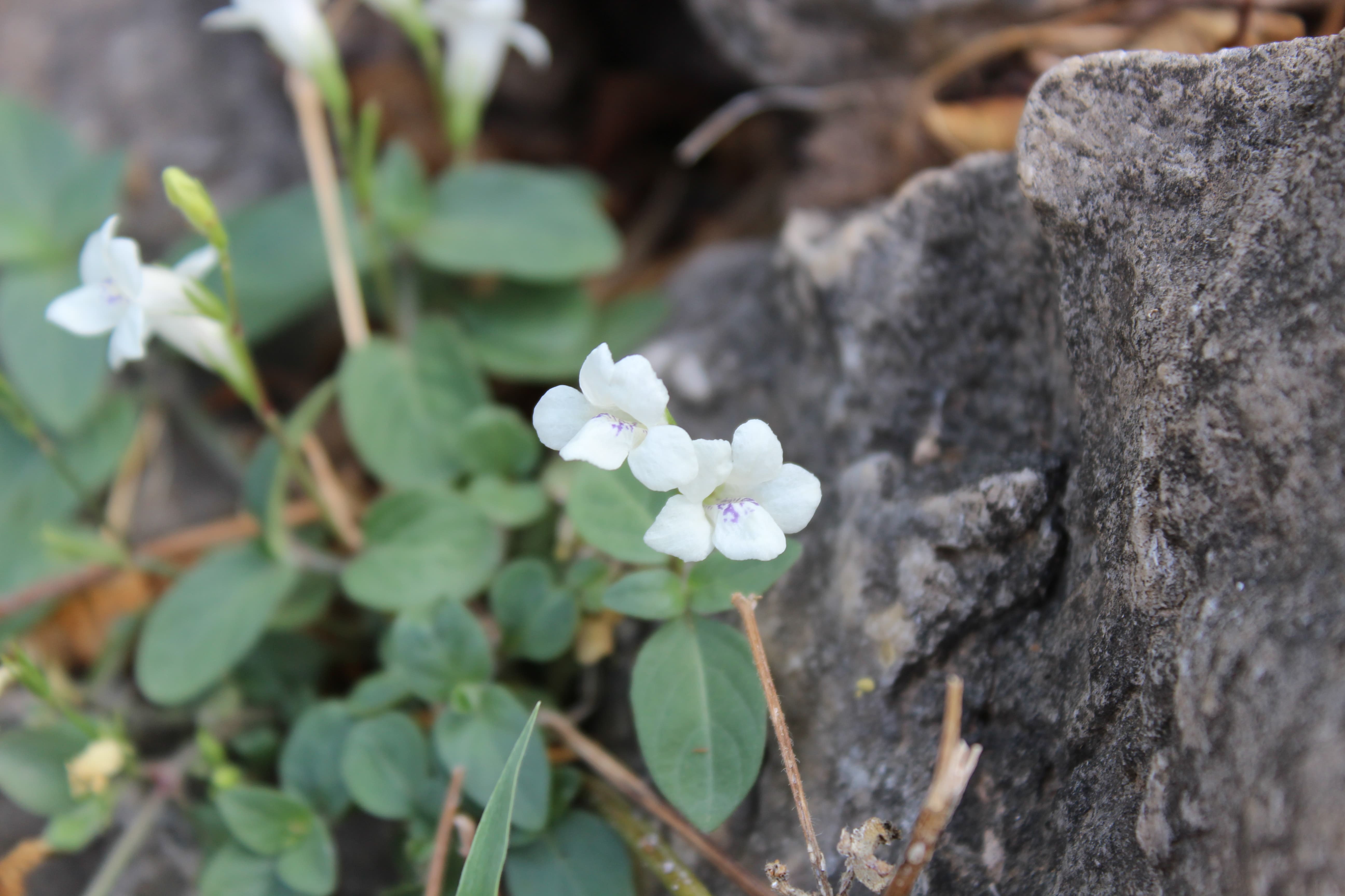 Plant Image